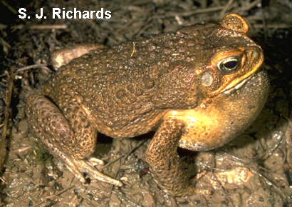 bufo-marinus.jpg (29885 bytes)