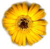 flower2.gif (5405 bytes)